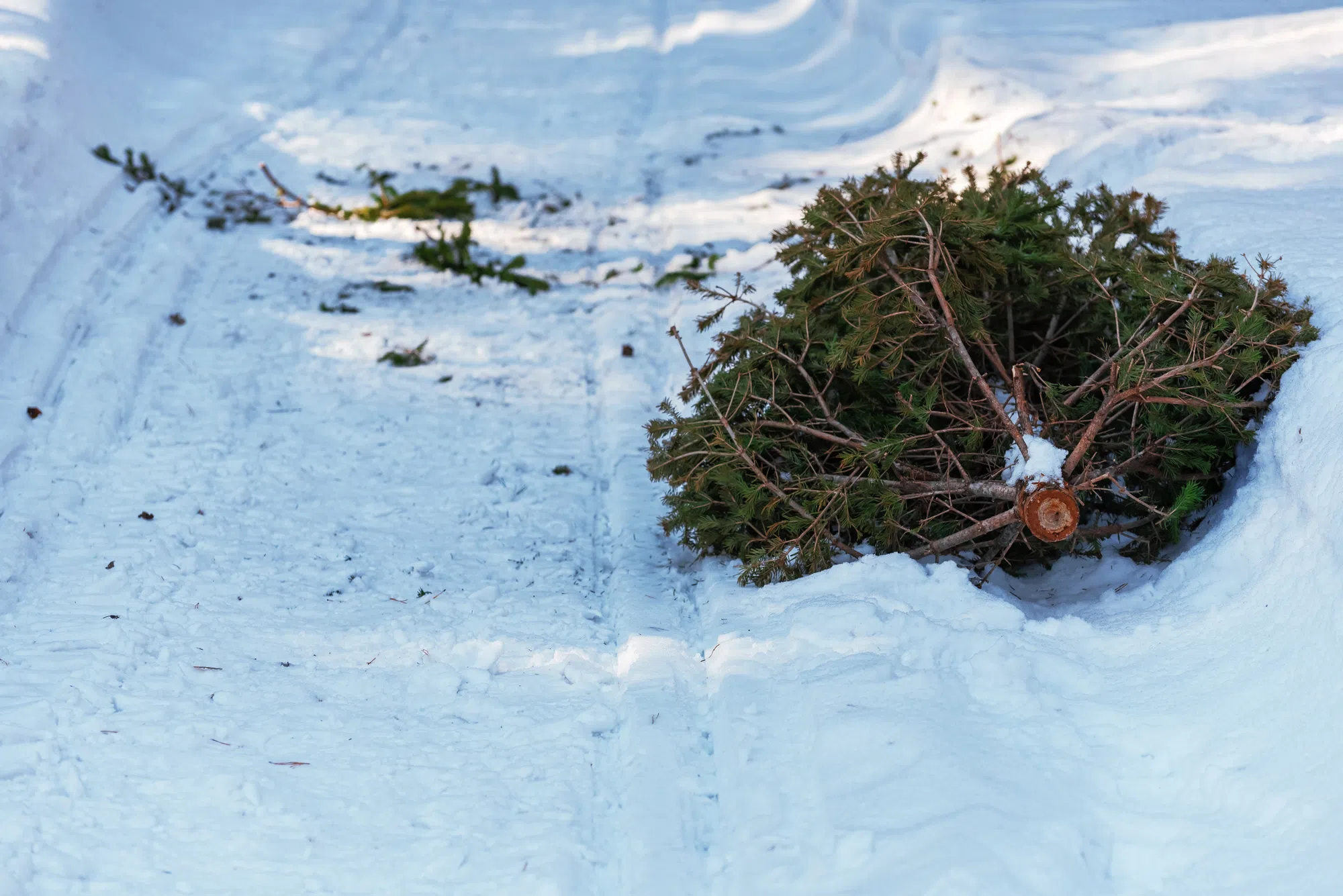 Live Christmas tree disposal in Greater Moncton