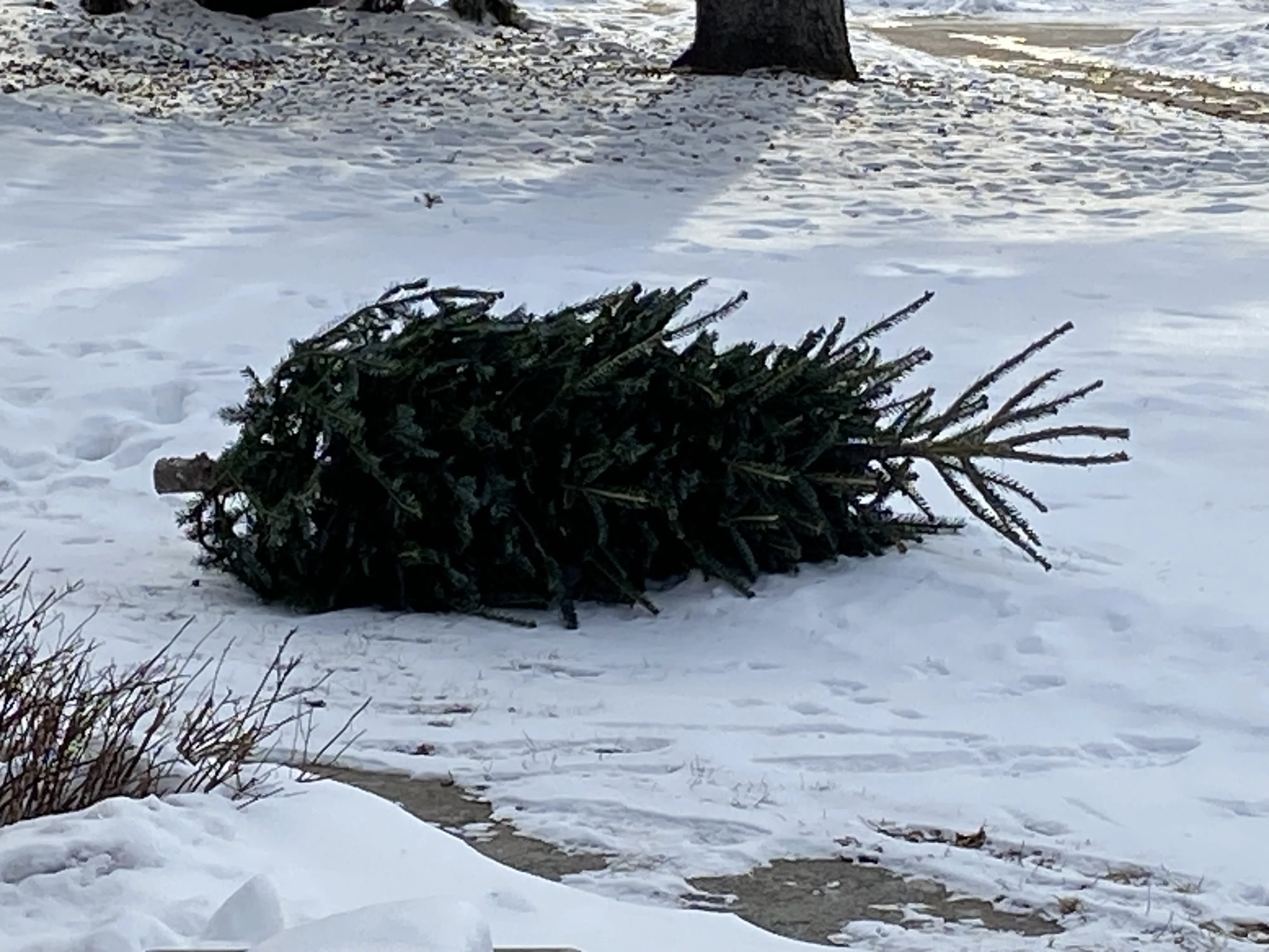 Christmas tree drop-off available Saturday