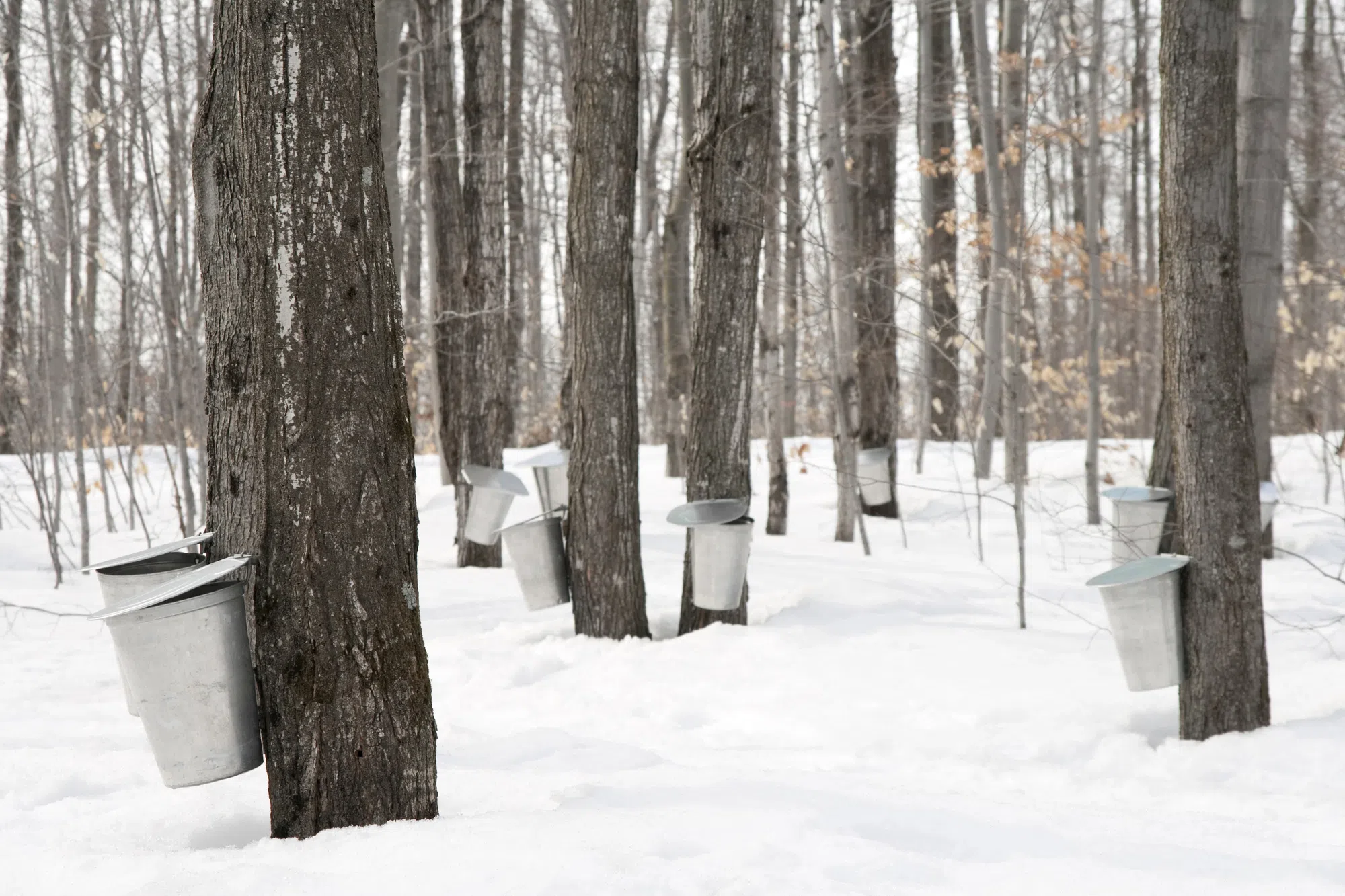 Colder weather could improve N.B. maple syrup harvest