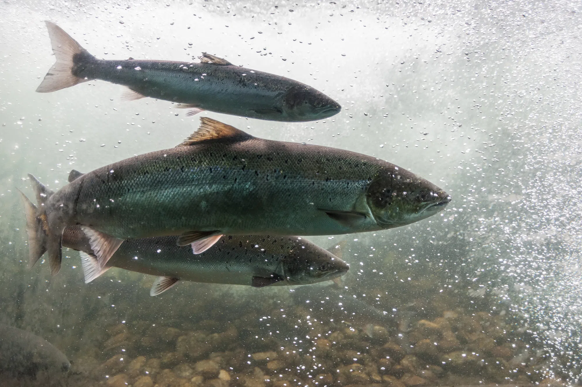 N.B. calls for federal action on falling salmon population