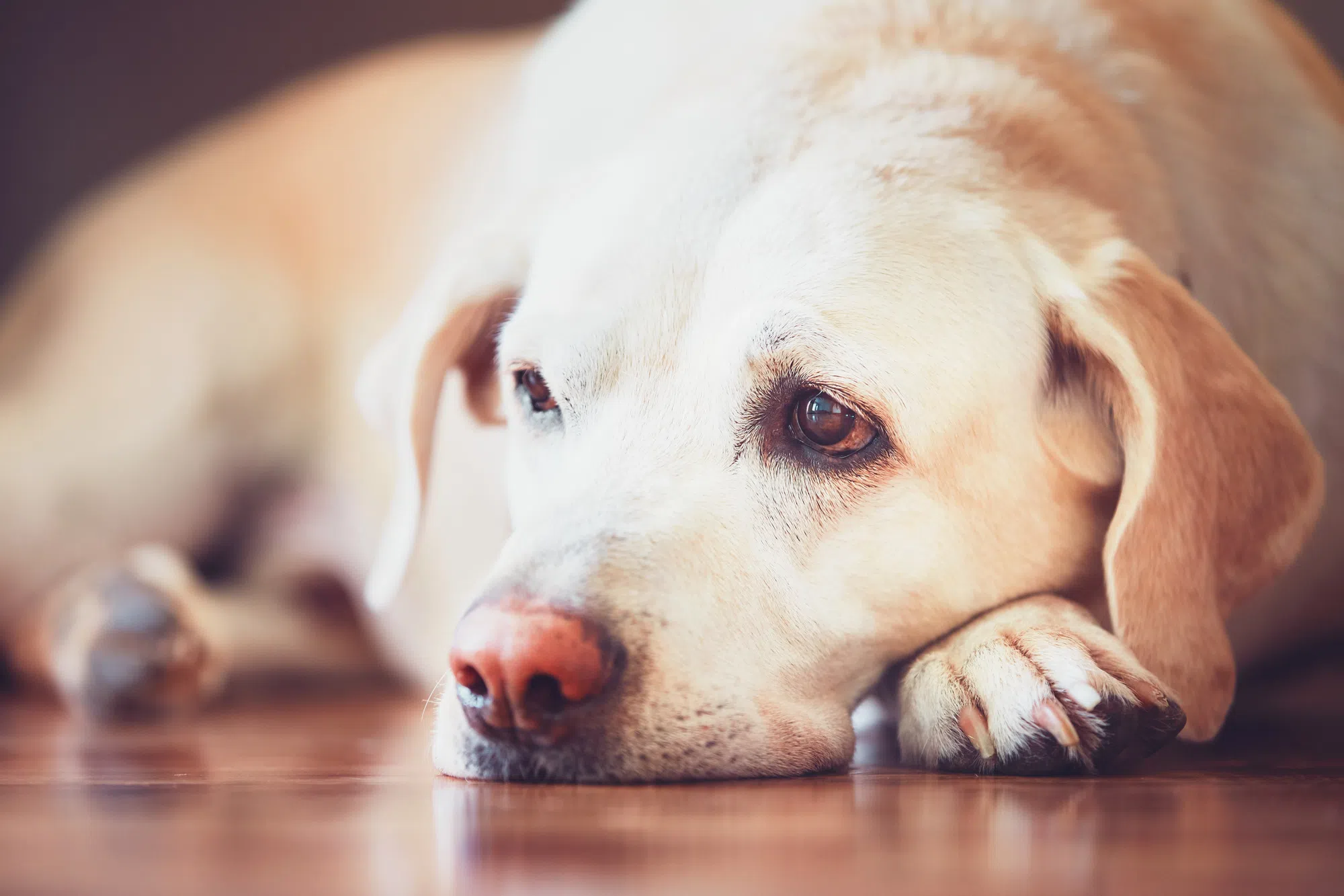 Growing concerns over canine parvovirus