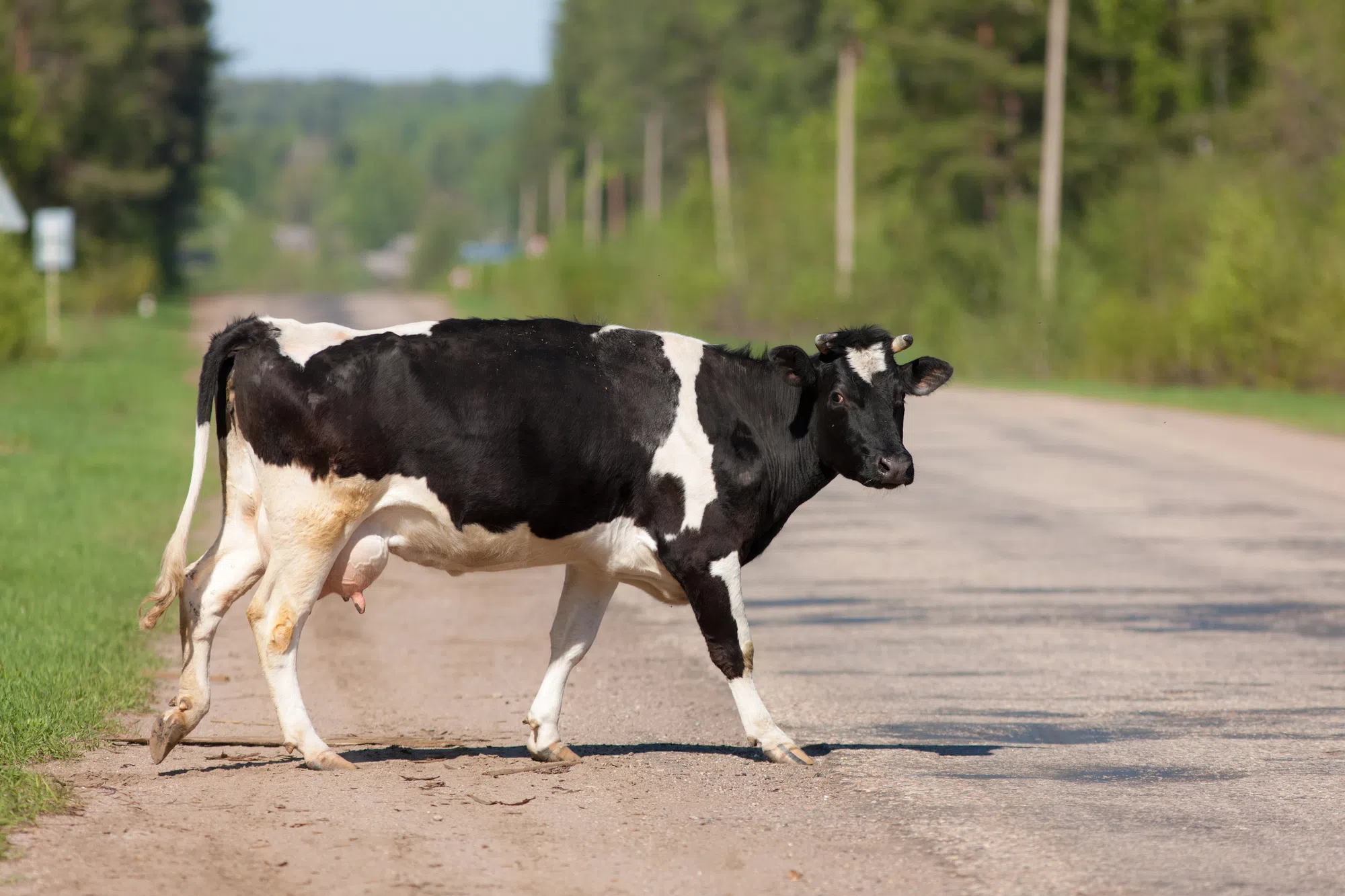 Animal road related incidents rise in PEI