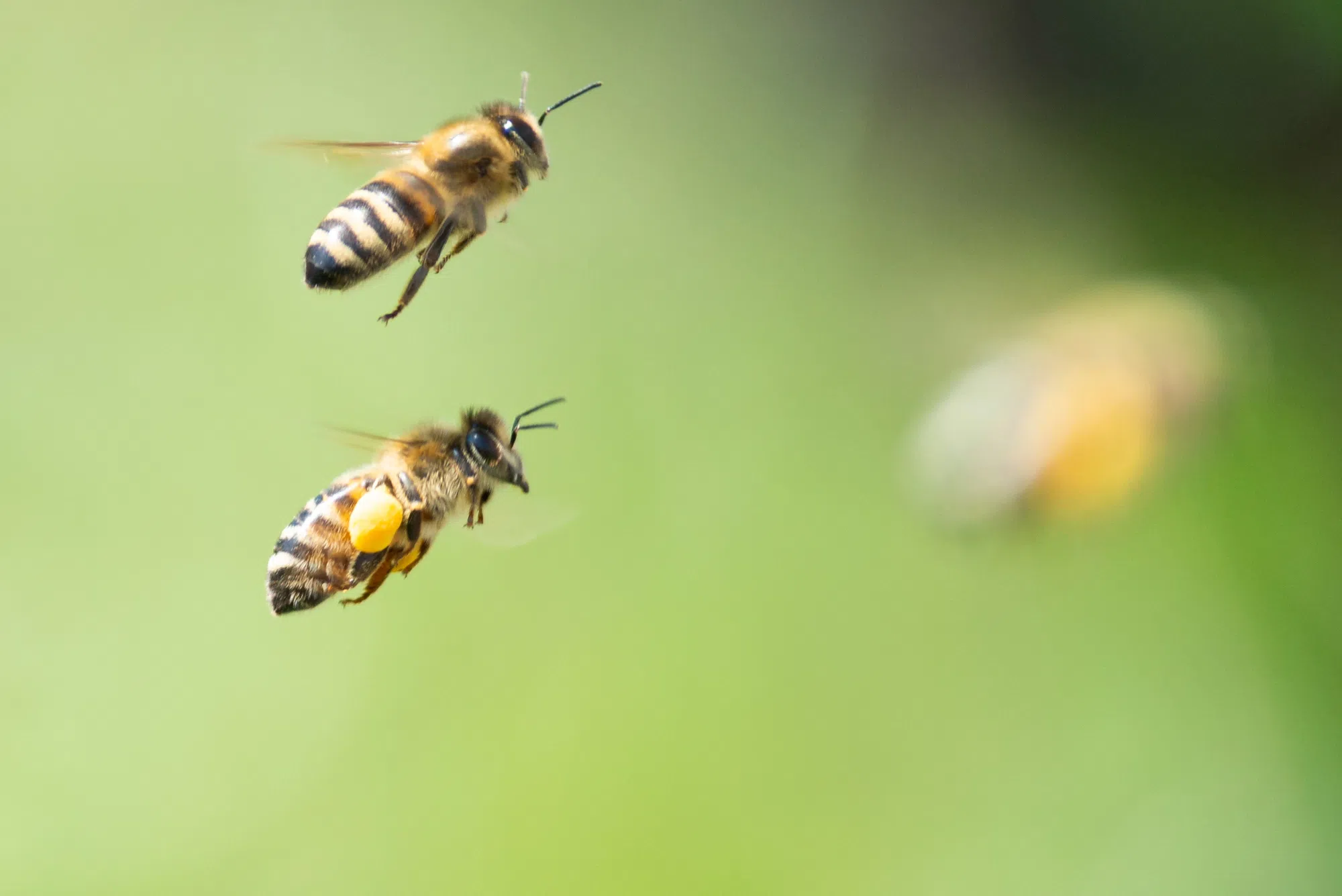 Hives installed on government building to recognize World Bee Day