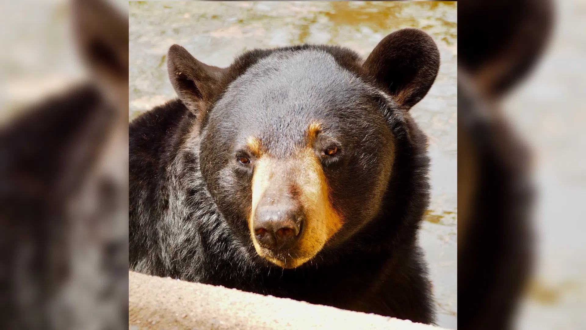 Resident bear at Shubenacadie Wildlife Park in N.S. passes away