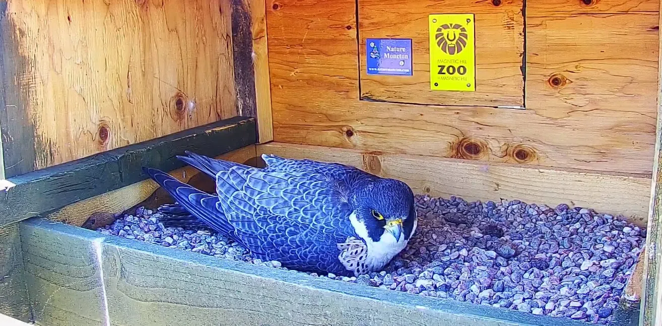 Curious onlookers await arrival of peregrine falcon chicks on live cam