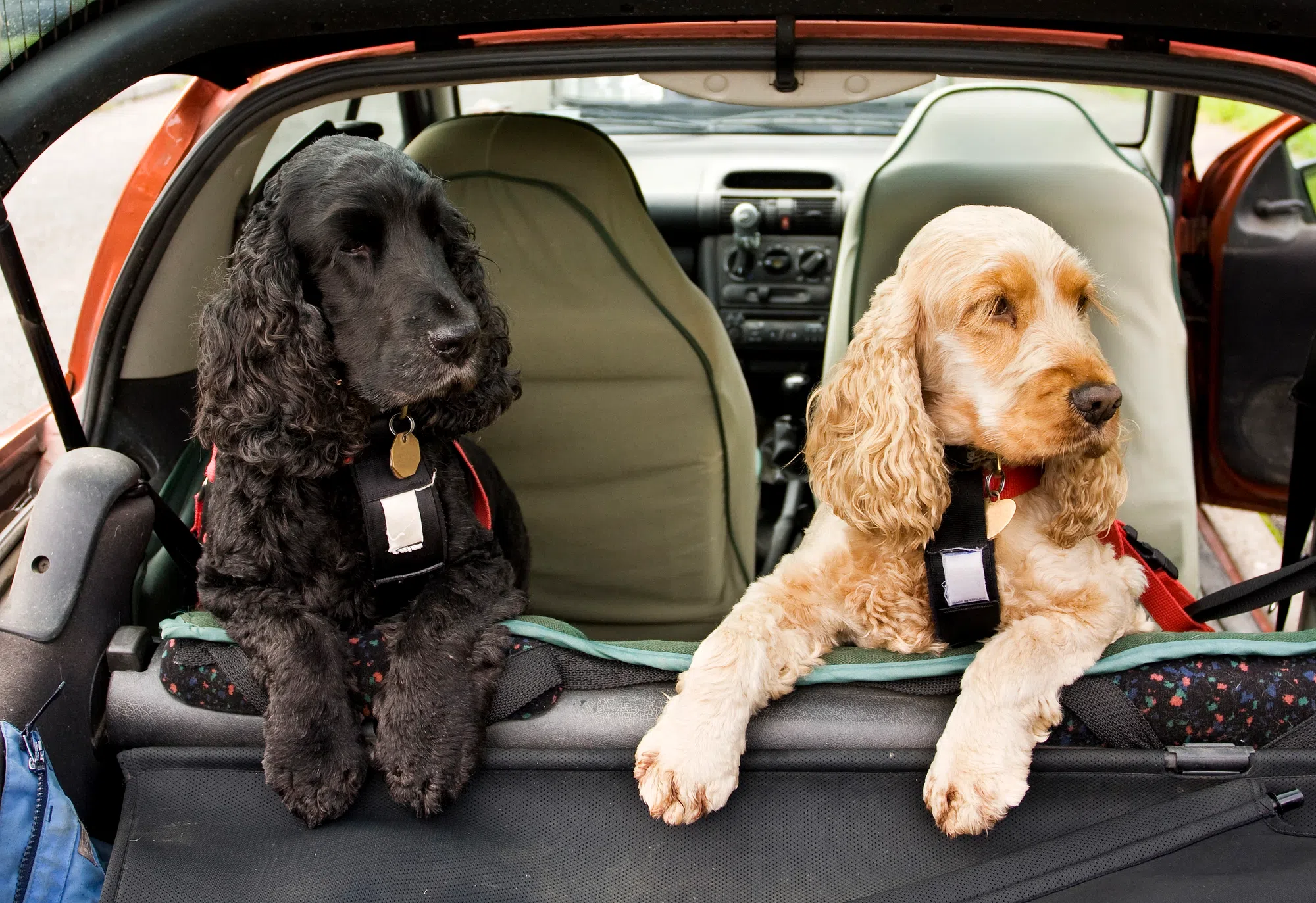 NBSPCA warns of deadly risk to pets in new summer safety campaign