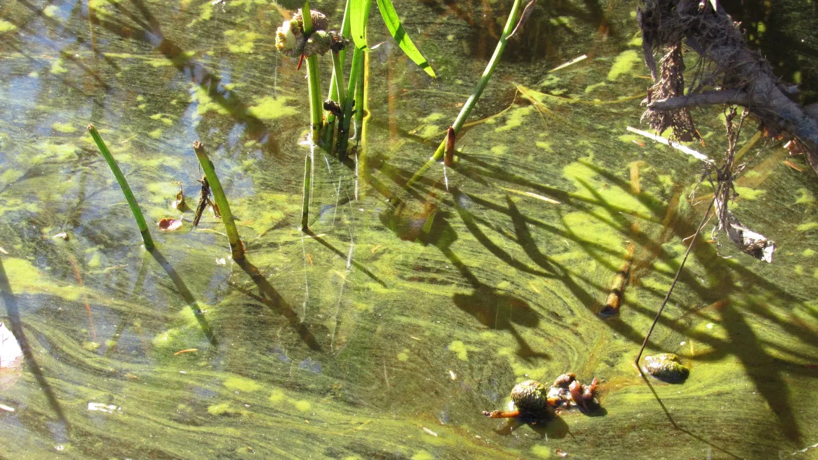 N.B. residents cautioned over blue-green algae blooms