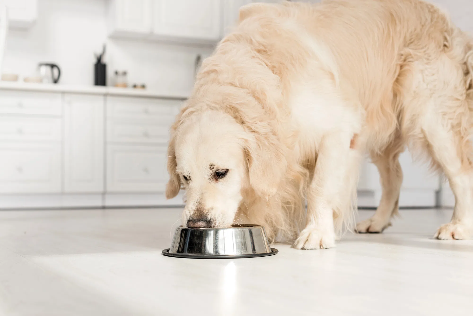 Pet Valu gets new branding for local products