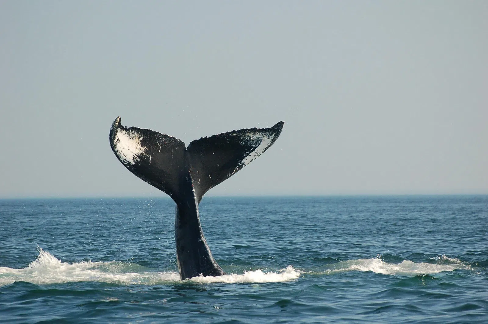Ocean Week Fundy is making waves in the community