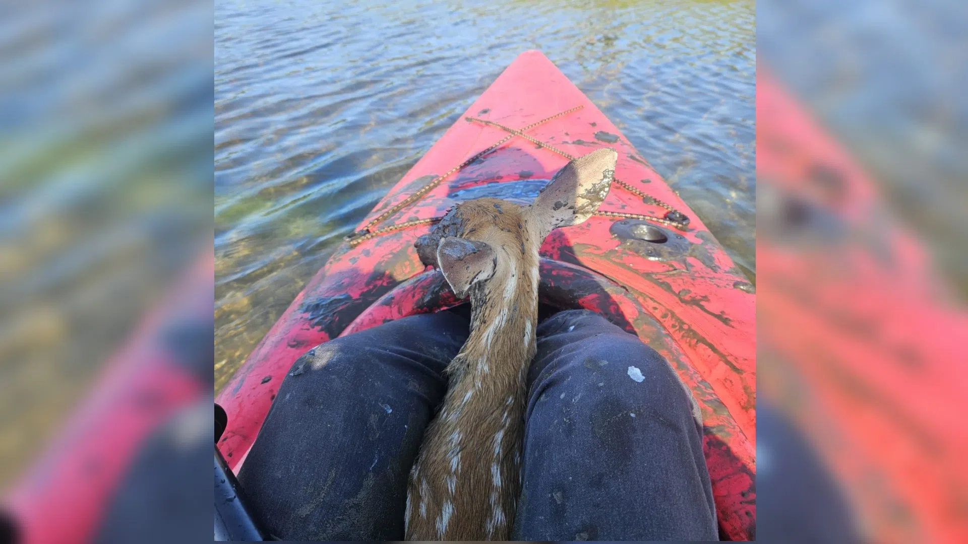Quick thinking saves baby deer from drowning in Barrington Passage