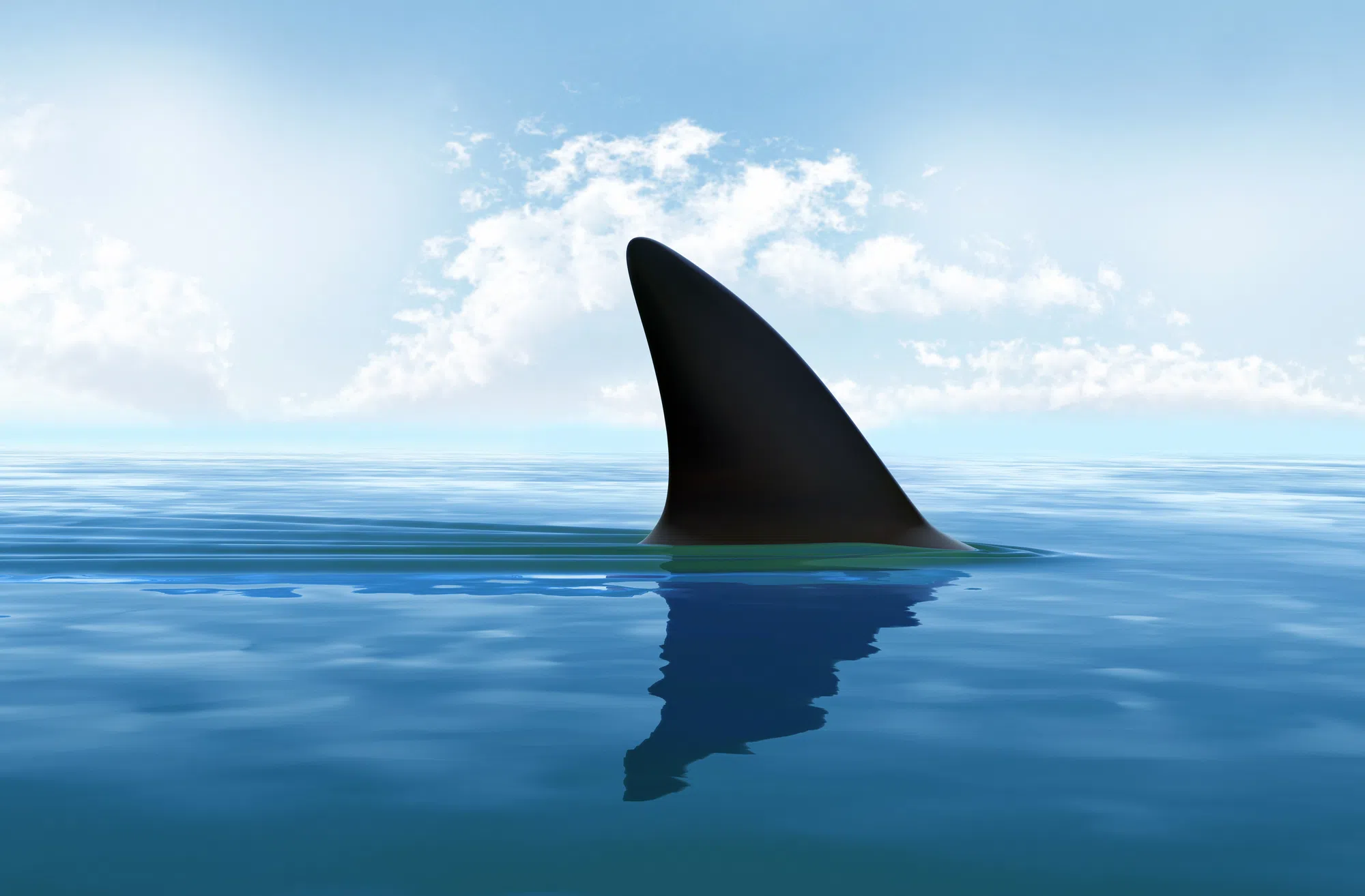Swimmers cleared from Queensland Beach after fin sighting