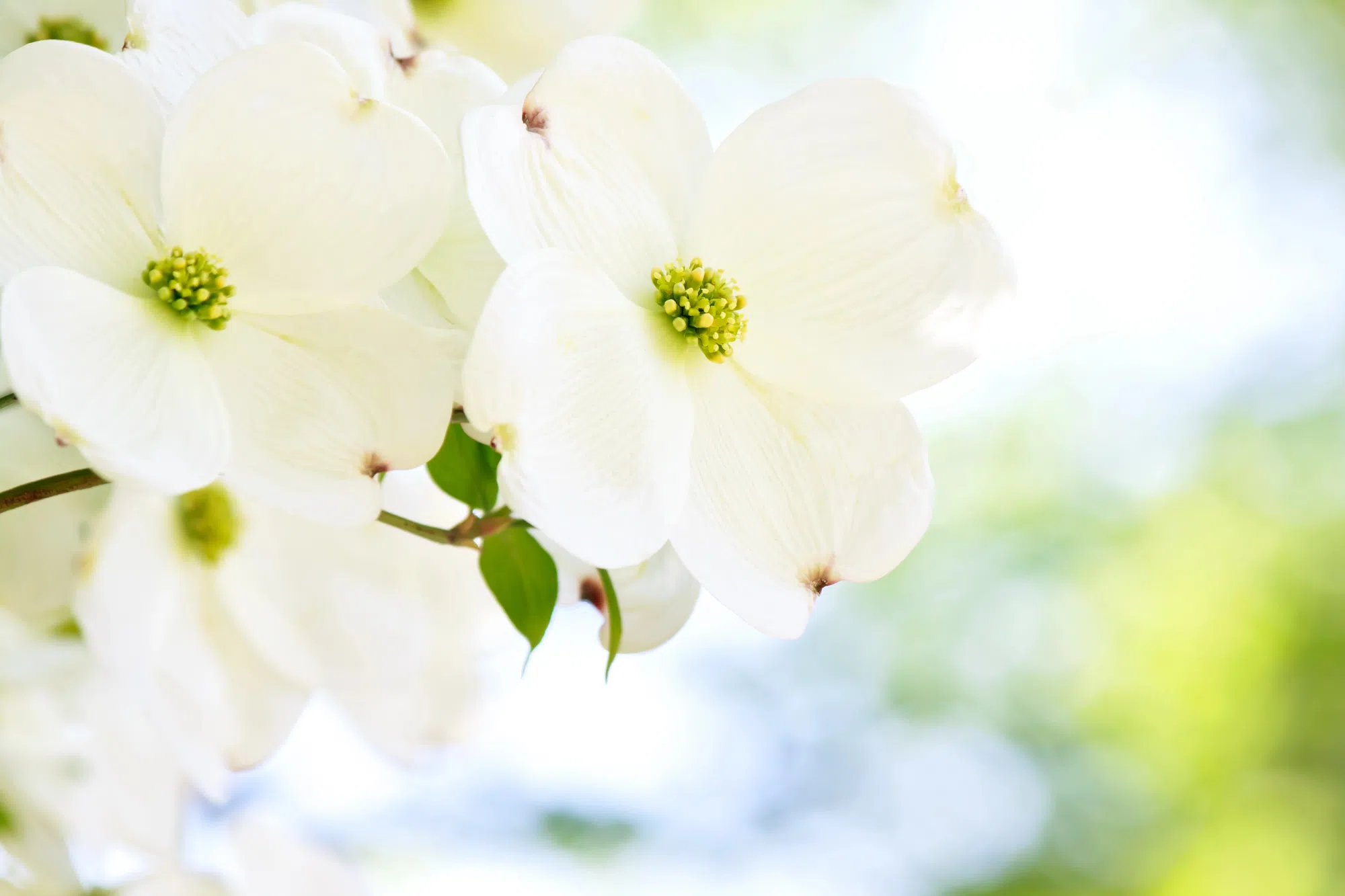 Queens County celebrates dogwood trees planted over 20 years ago