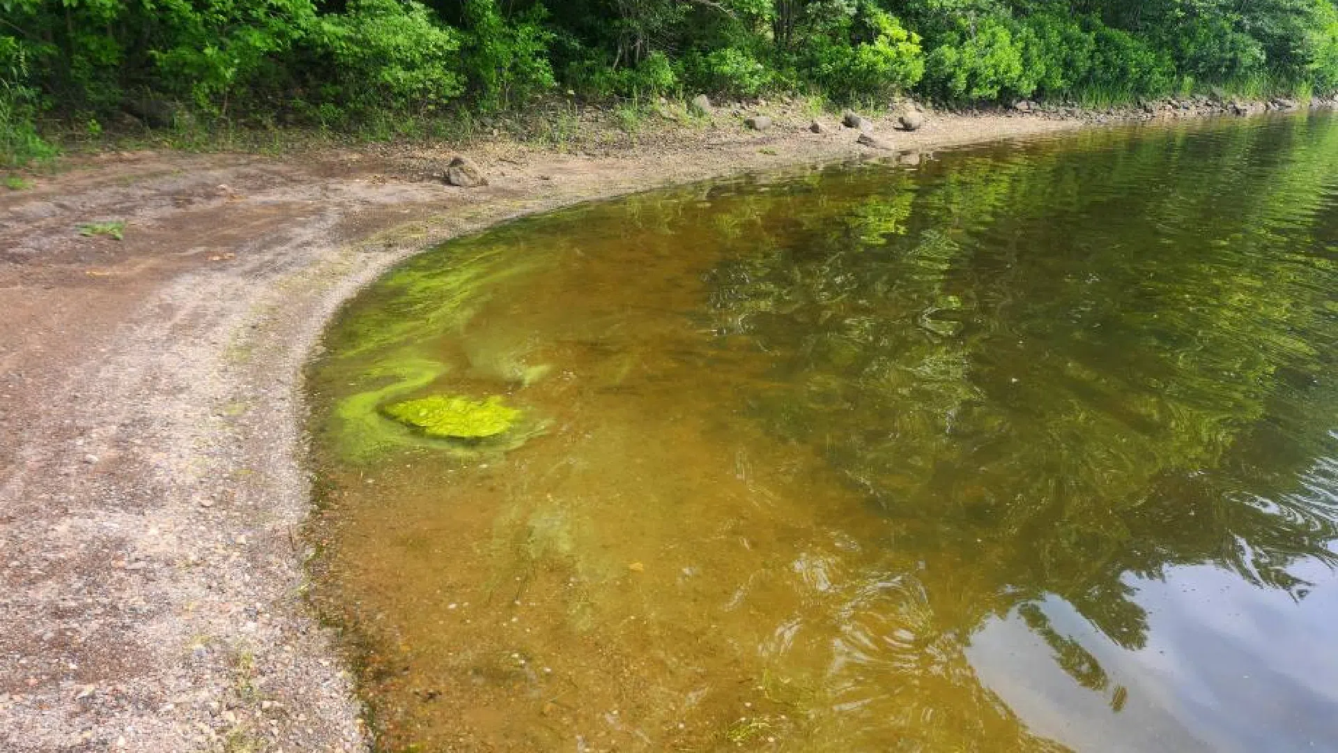 Cyanobacteria spotted in Meenan's Cove area