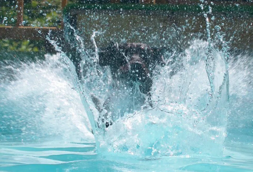 N.S. doggy splash pad bursting with popularity