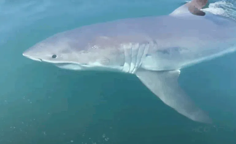 Volunteers wanted for groundbreaking white shark study in Passamaquoddy Bay