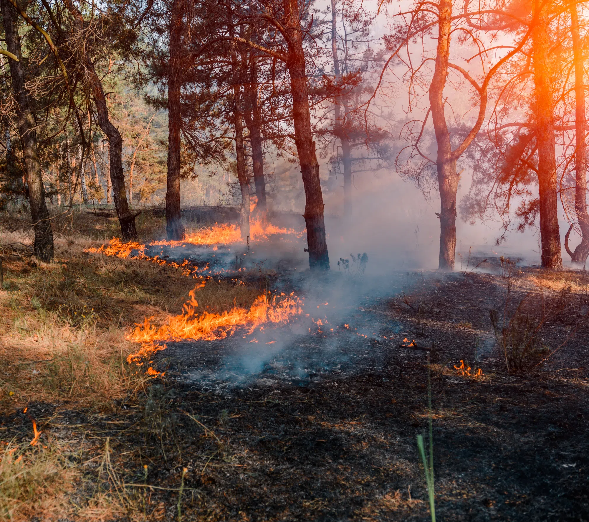 15 wildfires burning, Long Lake blaze now over 1,000 hectares