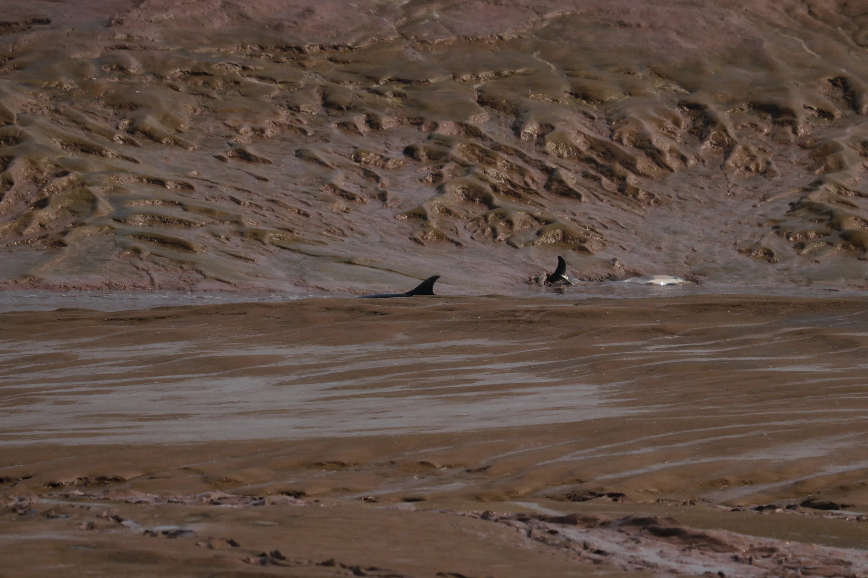 Over a dozen dolphins rescued from stranding near Canning
