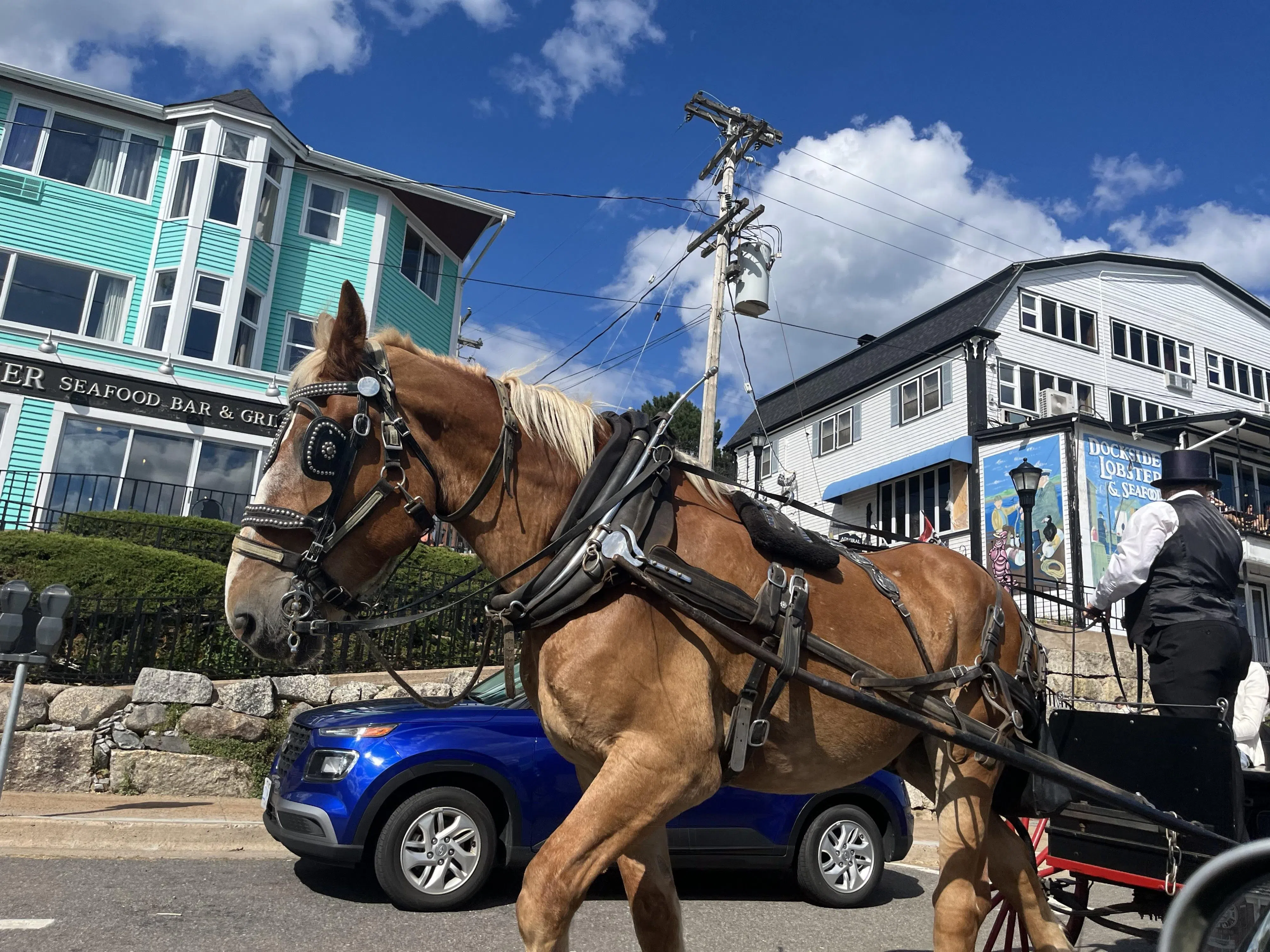 Lunenburg says carriage horses are being cared for, by-law to be reviewed