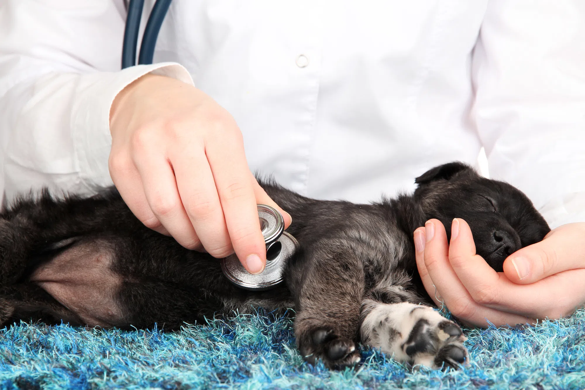 Hazmat response on Quinpool Road as puppy undergoes surgery