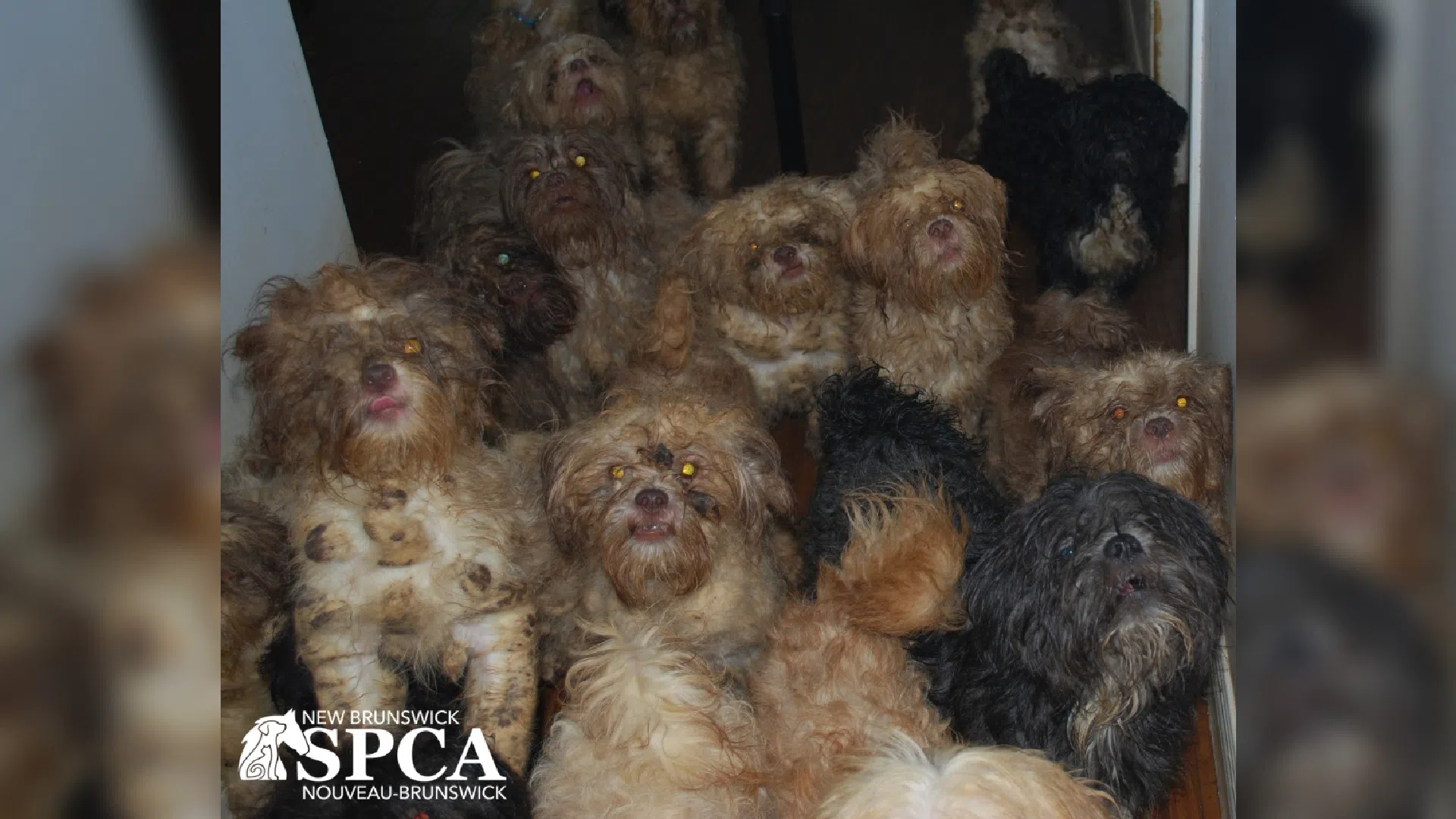 Dozens of animals seized in northeastern N.B.