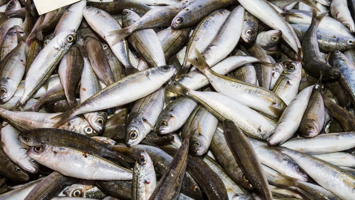 Fishing for new opportunities overseas