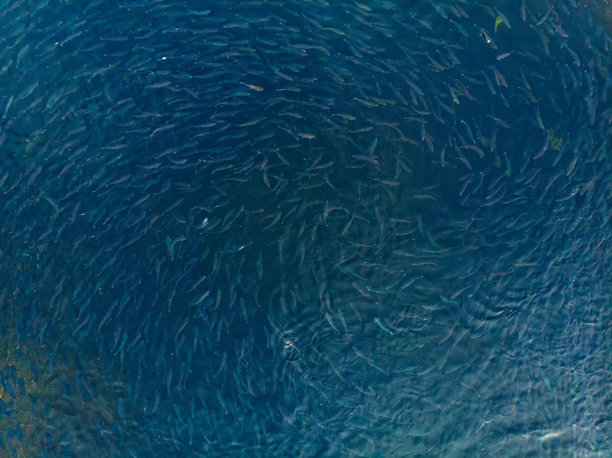 Hearings to expand fish farm operations in Queens County begin
