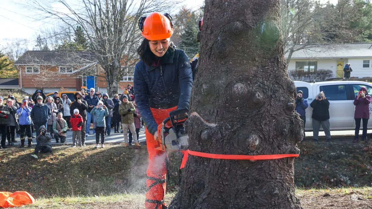 Boston Mayor helps send off annual Christmas tree present from Nova Scotia