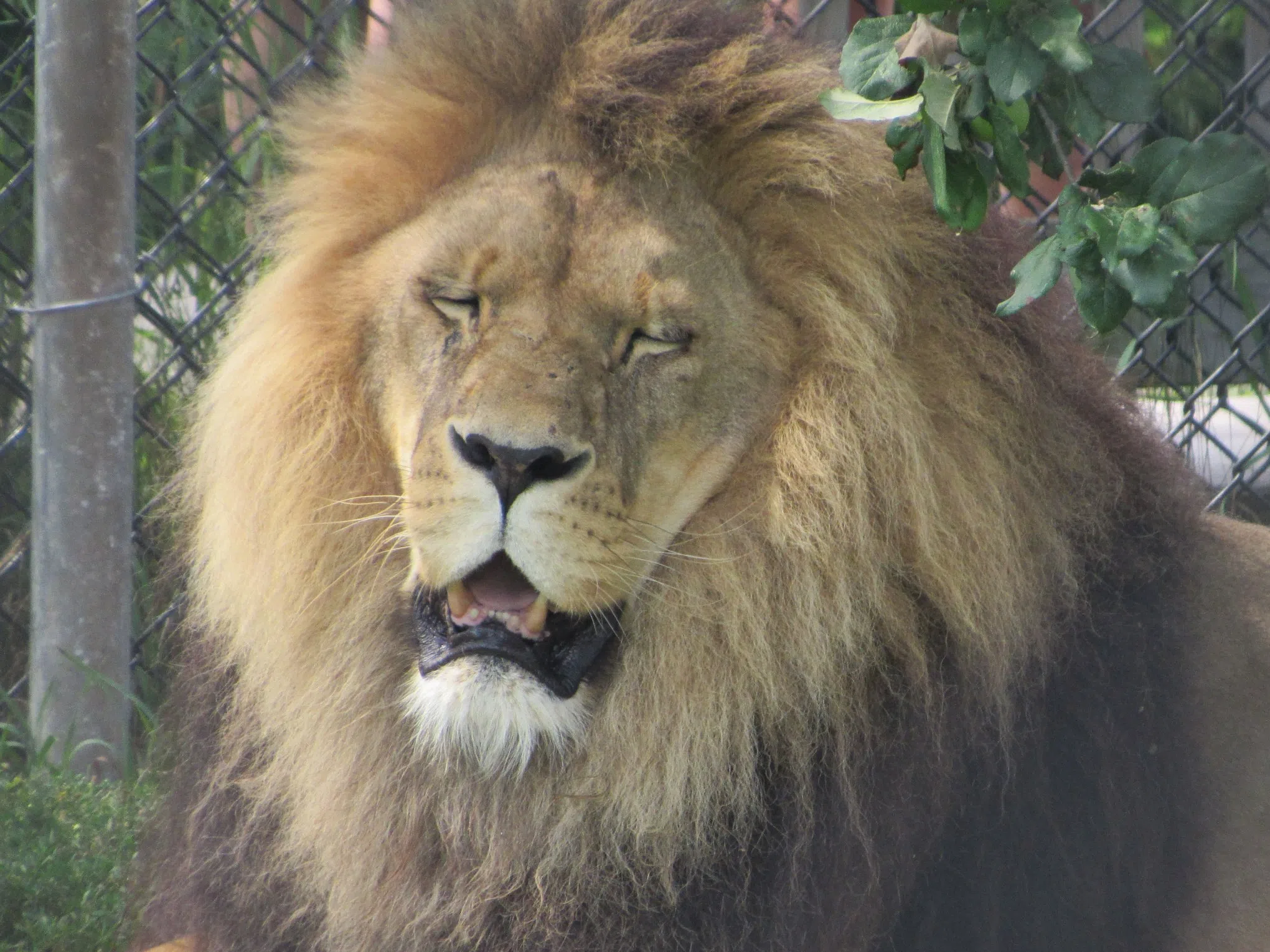 Beloved big cat at Magnetic Hill Zoo passes away