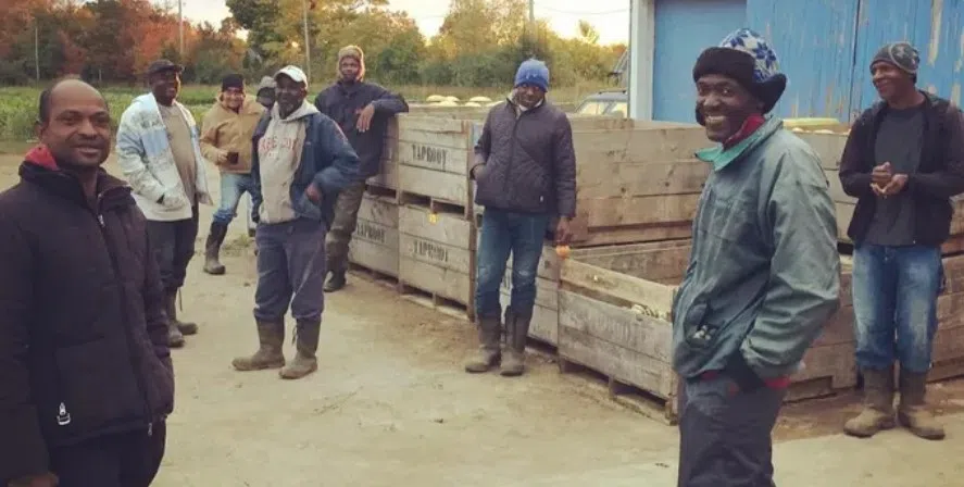 Jamaican workers heading from N.S. farm to devastation after Melissa