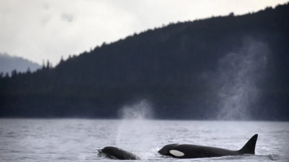 Sea Shepard founder challenges plan to relocate orcas to Nova Scotia