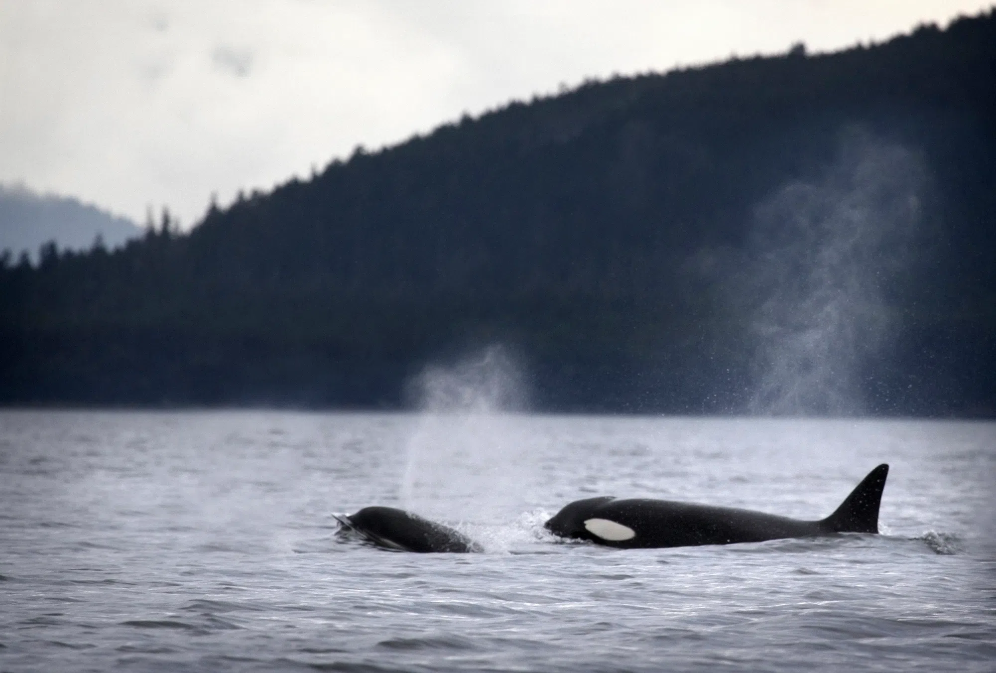 Sea Shepard founder challenges plan to relocate orcas to Nova Scotia