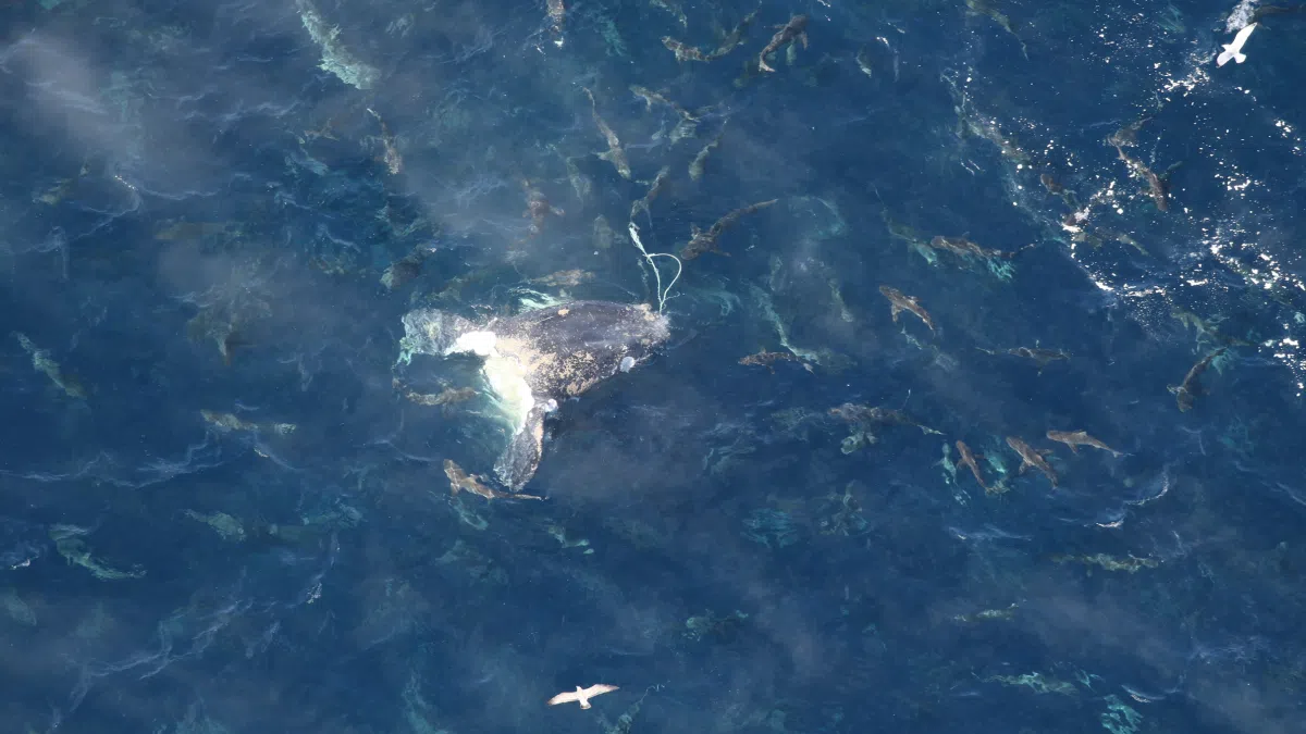 Entangled whale named "Division" found dead off North Carolina