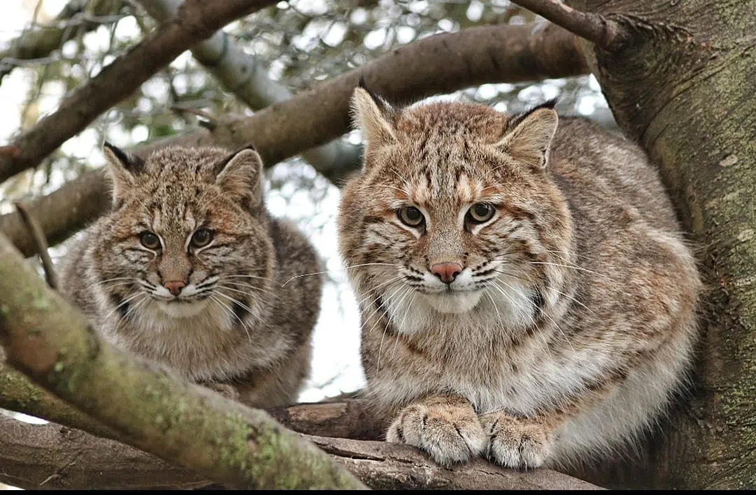 Hope for Wildlife in Cape Breton seeks volunteers & drivers