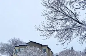 magical view of fresh snow and frost on trees