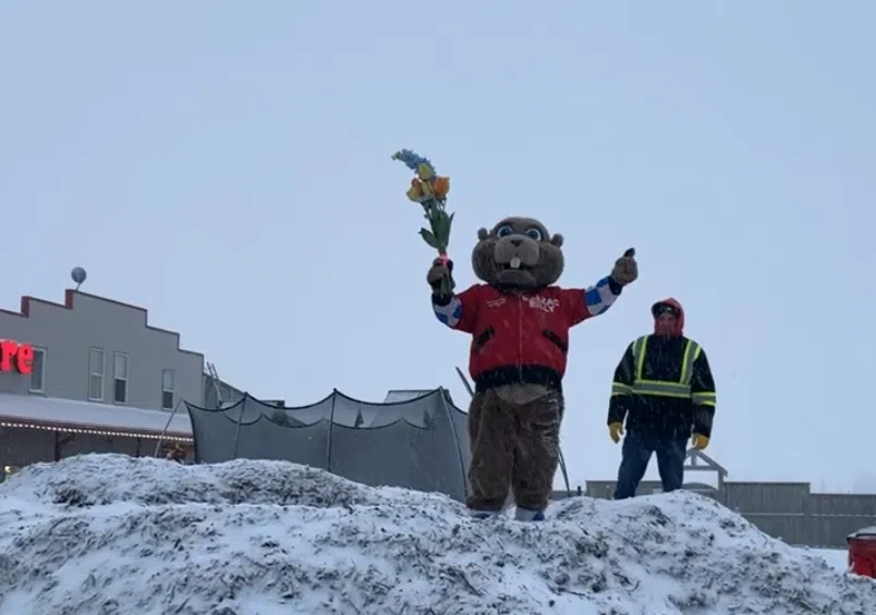 Alberta’s groundhog ‘Balzac Billy’ predicts early spring CJWE