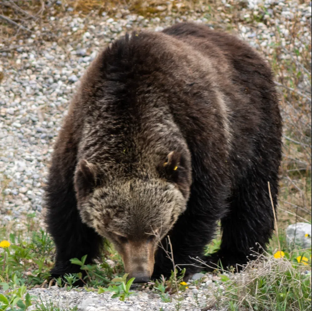 A bear sniffing the ground