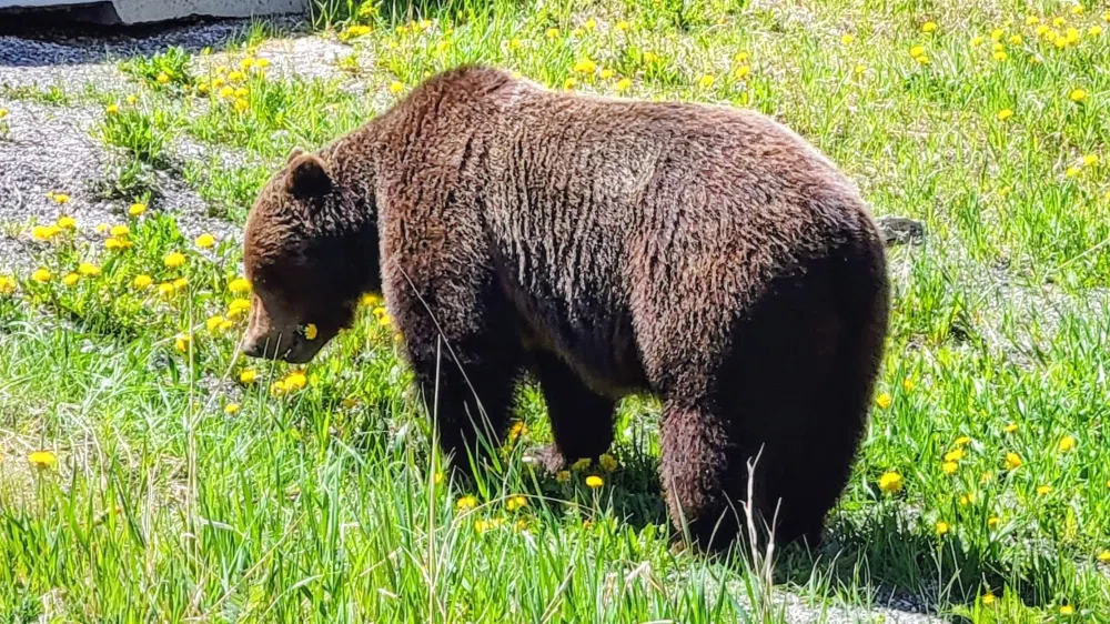 Bear going for a stroll
