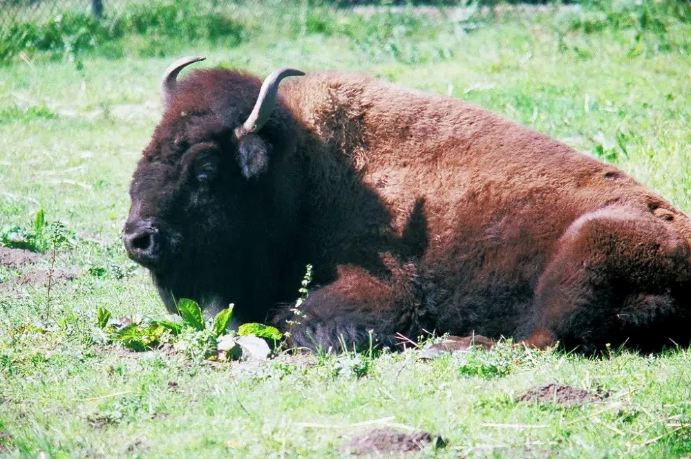 Buffalo hanging out, enjoying the sunshine