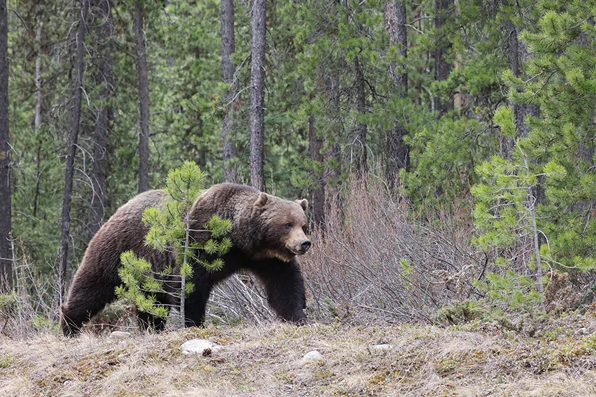 Grizzly bear euthanized after attack leaves two dead in Banff National Park