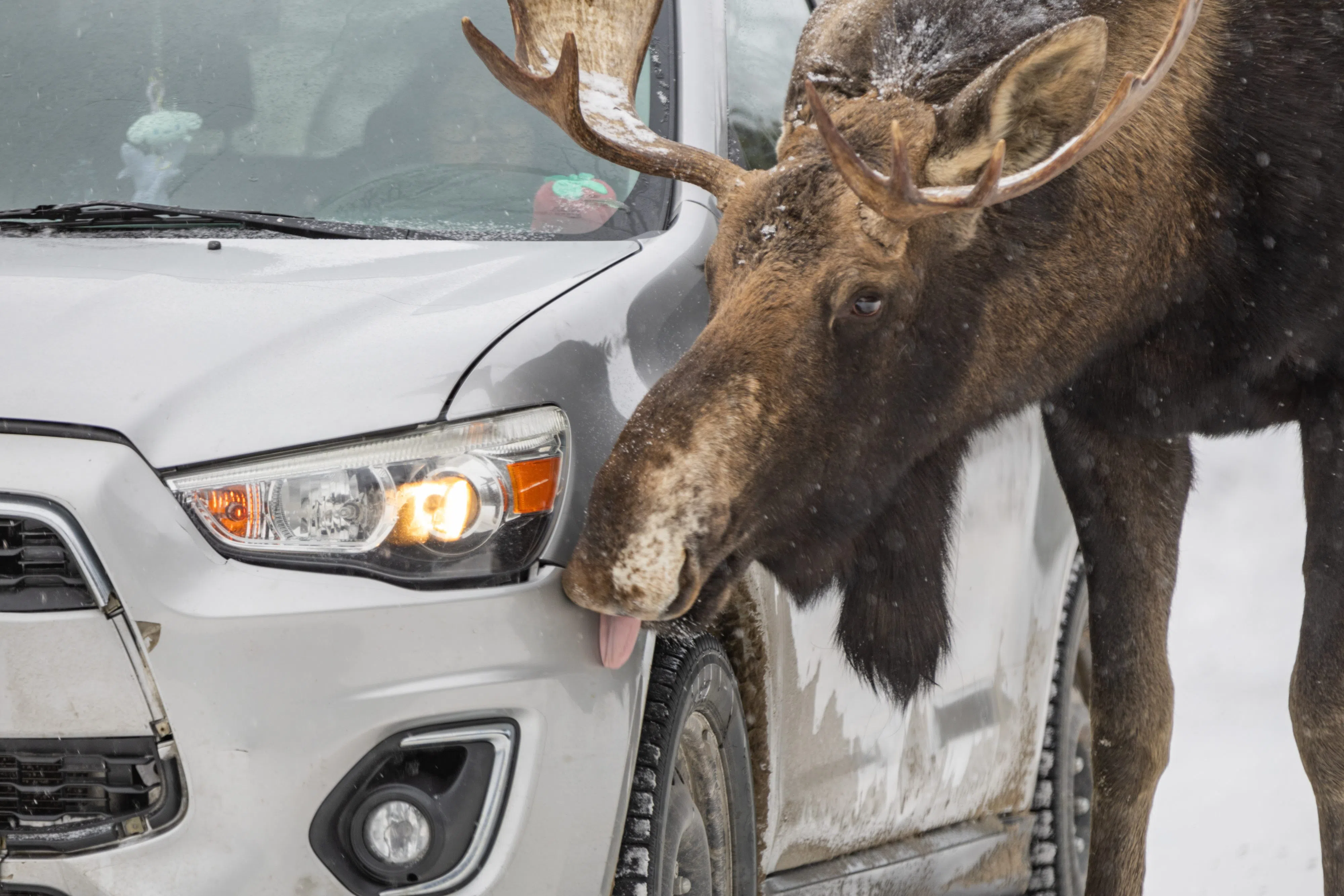 Don’t Let Moose Lick Your Car, Says Parks Canada 