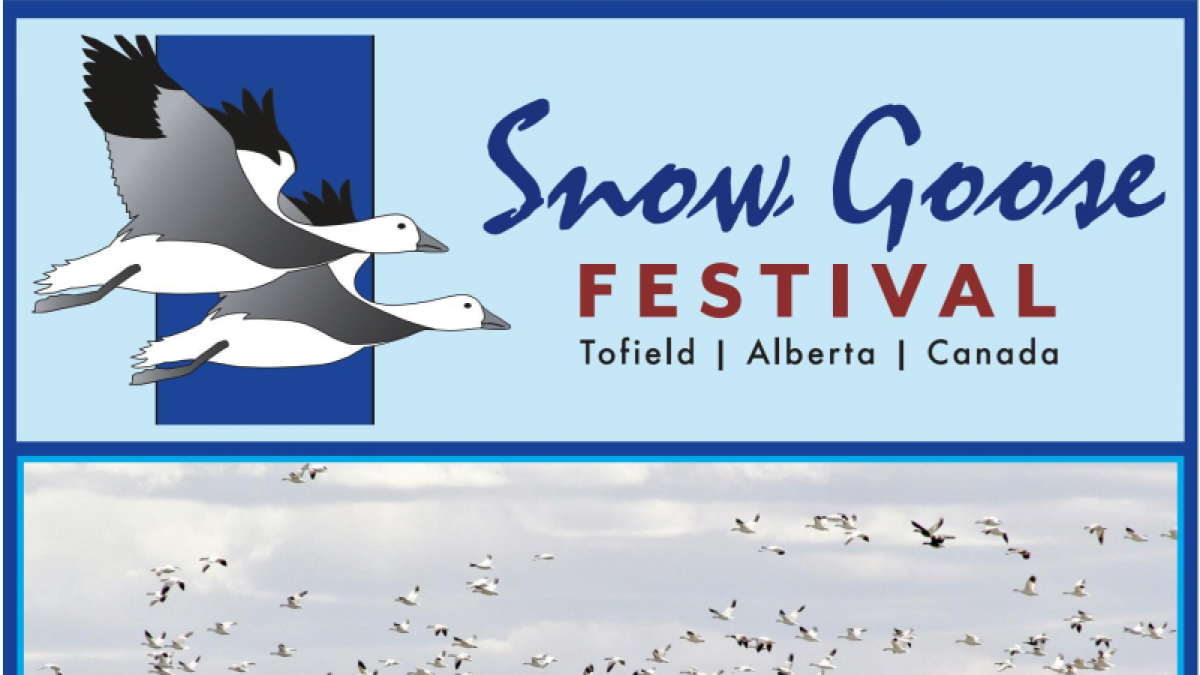 Be A Part Of The 2024 Snow Goose Festival - Vimarsana News