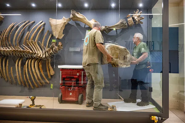 PFW's famous mastodon skeleton gets a permanent home