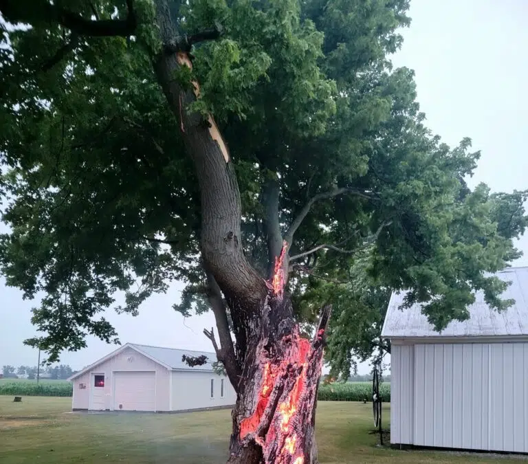 Photo Shows Tree Burning from Inside Out after Lightning Strike