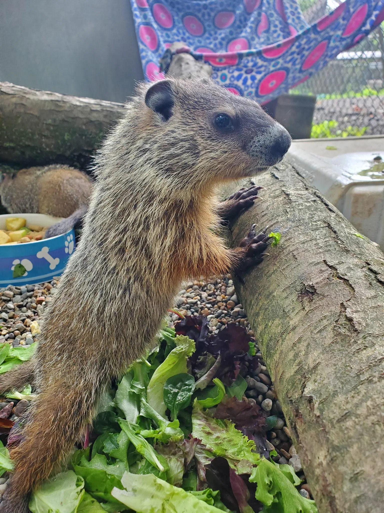 names of groundhog for groundhog day