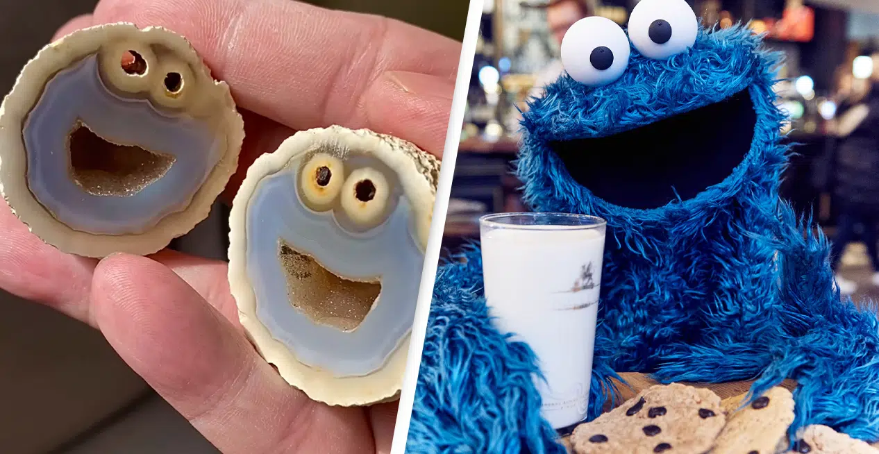 Geologist Finds Rare "Cookie Monster" rock