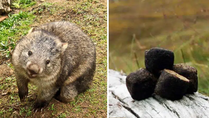 Did you know wombats poop squares? Here's why...and how