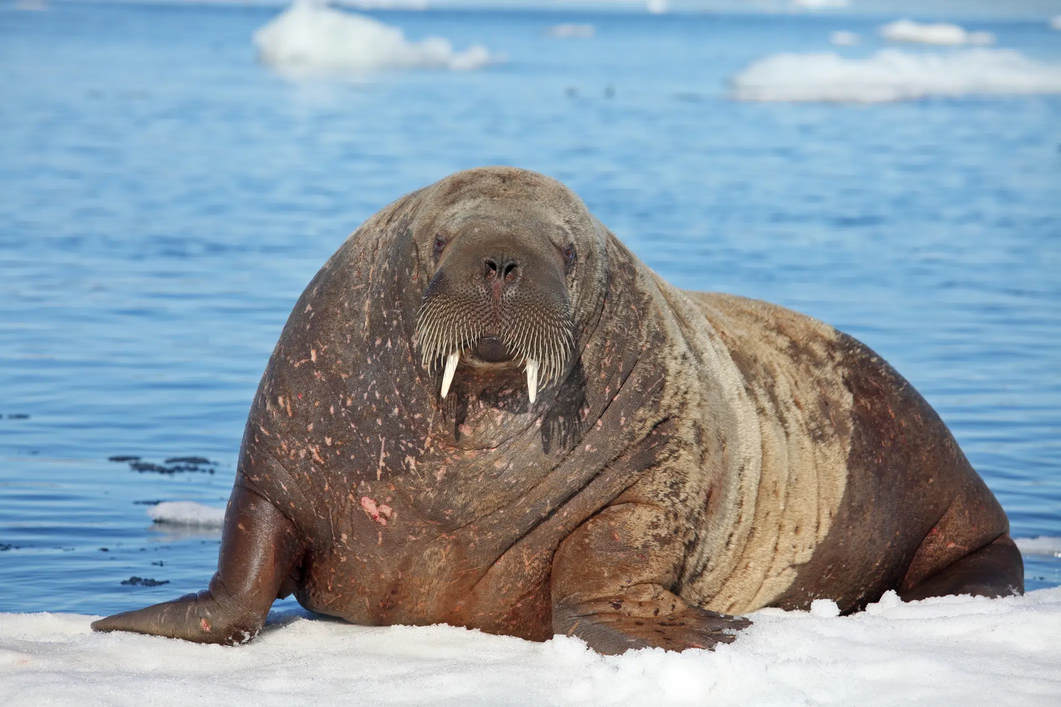 A Walrus took a nap on an iceberg and woke up in Ireland