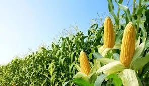 USDA REPORTS RECORD U.S. CORN PRODUCTION IN 2025; SOYBEAN AND WHEAT STOCKS ALSO RISE