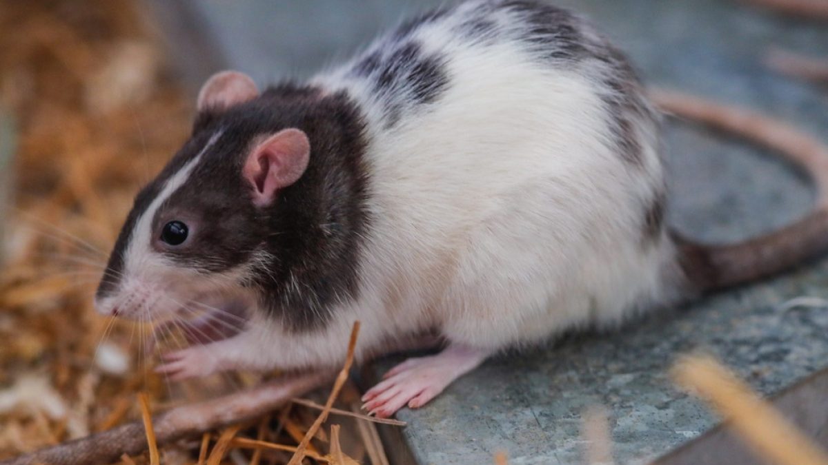 Rat birth control program touted as success in Chicago’s Wicker Park, Bucktown communities