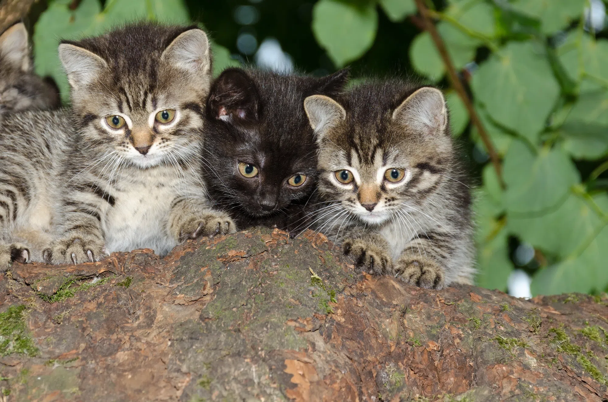 AARCS In Rockyford Catching Feral Cats